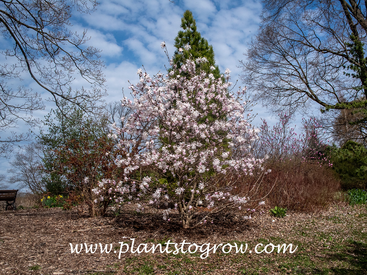 Pink Perfection Magnolia (Magnolia)
A tree blooming at 04.25.25